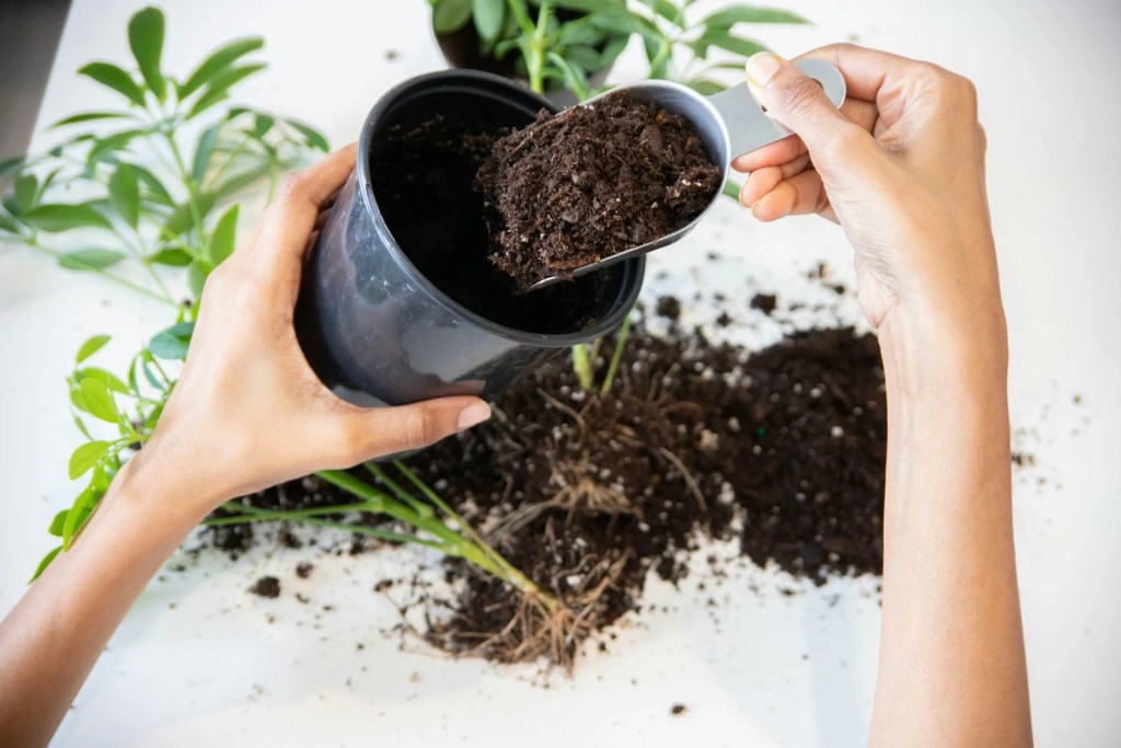 Indoor Palms Repotting & root care
